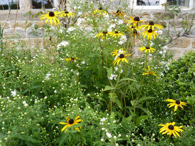 Rudbeckia