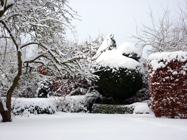The Box Bird in Winter