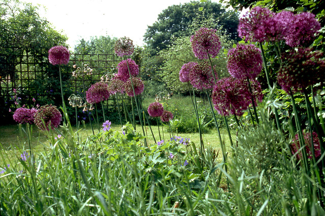 The Orchard