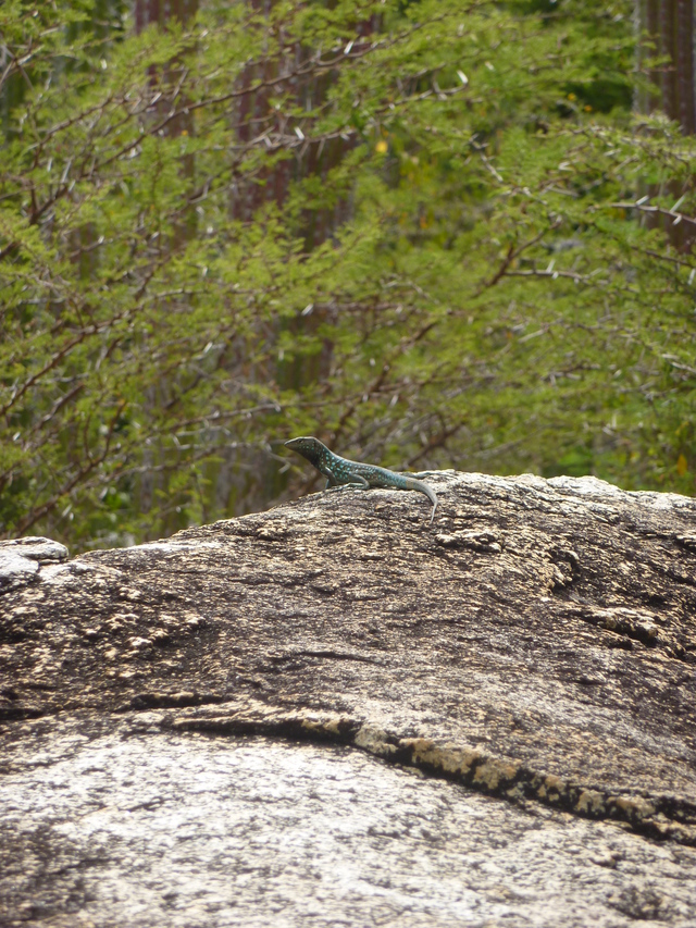 Blue lizard