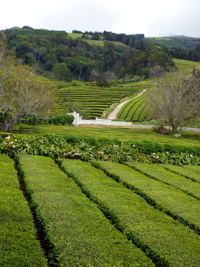 Tea Plantation